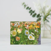 Iceland Poppy Postkarte (Stehend Vorderseite)