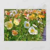 Iceland Poppy Postkarte (Vorderseite)
