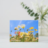 Iceland Poppy Postkarte (Stehend Vorderseite)