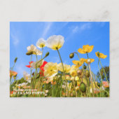 Iceland Poppy Postkarte (Vorderseite)