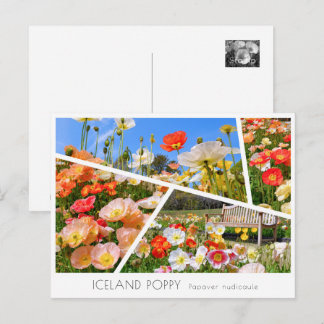 Iceland Poppy Postkarte