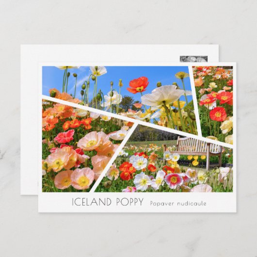 Iceland Poppy Postkarte (Vorne/Hinten)