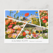 Iceland Poppy Postkarte (Vorderseite)