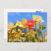 Iceland Poppy Postkarte (Vorne/Hinten)