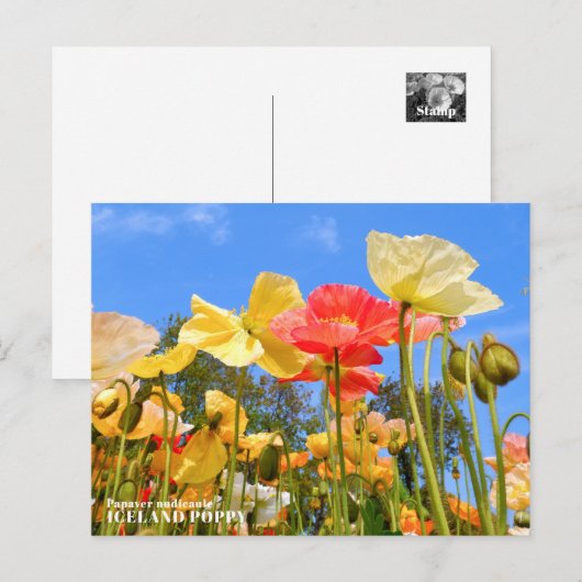 Iceland Poppy Postkarte (Vorne/Hinten)