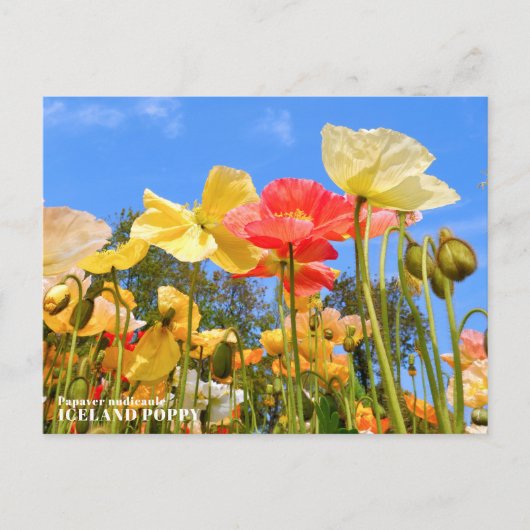 Iceland Poppy Postkarte (Vorderseite)