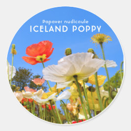 Iceland Poppy Runder Aufkleber