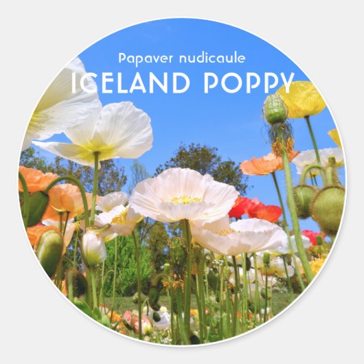 Iceland Poppy Runder Aufkleber (Vorderseite)
