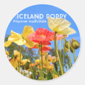 Iceland Poppy Runder Aufkleber (Vorderseite)