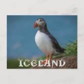 ICELAND PUFFIN POSTCARD POSTKARTE (Vorderseite)