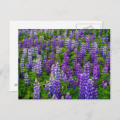 Iceland. Vik i Myrdal. Field of Lupines Postkarte (Vorne/Hinten)