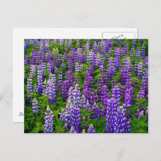 Iceland. Vik i Myrdal. Field of Lupines Postkarte (Vorne/Hinten)