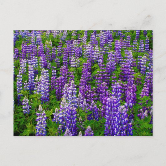Iceland. Vik i Myrdal. Field of Lupines Postkarte (Vorderseite)