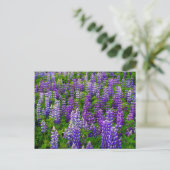 Iceland. Vik i Myrdal. Field of Lupines Postkarte (Stehend Vorderseite)
