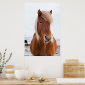 Icelandic Horse during winter  2 Poster (Küche)