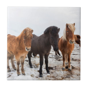 Icelandic Horse during winter on Iceland Fliese