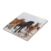 Icelandic Horse during winter on Iceland Fliese (Seite)