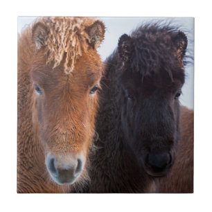 Icelandic Horse during winter on Iceland Fliese