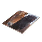 Icelandic Horse during winter on Iceland Fliese (Seite)