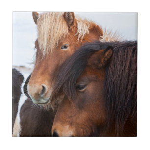 Icelandic Horse during winter on Iceland Fliese