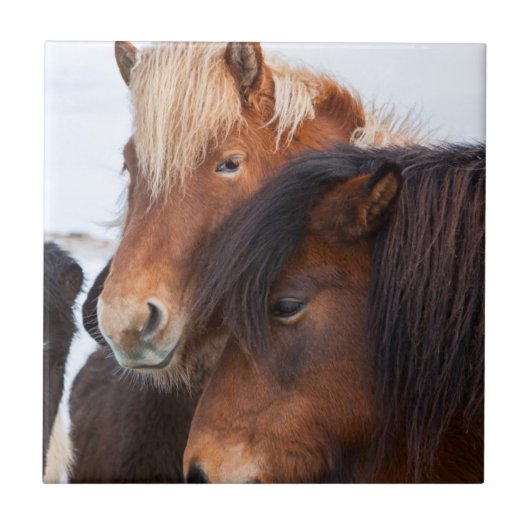 Icelandic Horse during winter on Iceland Fliese (Vorderseite)