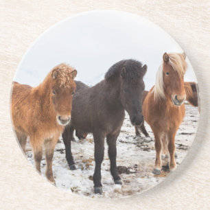 Icelandic Horse during winter on Iceland Getränkeuntersetzer