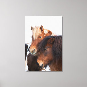 Icelandic Horse during winter on Iceland Leinwanddruck