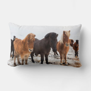 Icelandic Horse during winter on Iceland Lendenkissen