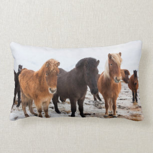 Icelandic Horse during winter on Iceland Lendenkissen