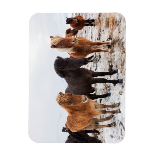 Icelandic Horse during winter on Iceland Magnet (Vertikal)