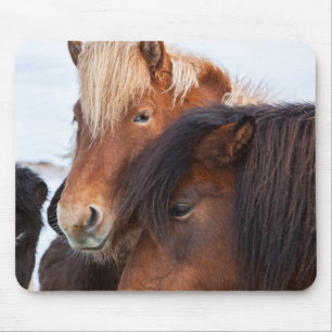 Icelandic Horse during winter on Iceland Mousepad