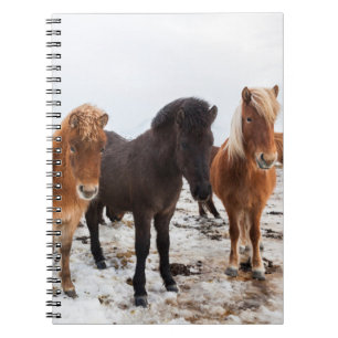 Icelandic Horse during winter on Iceland Notizblock