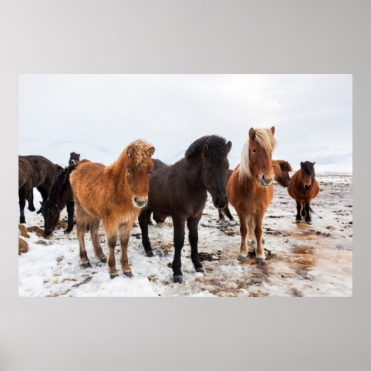 Icelandic Horse during winter on Iceland Poster (Vorne)