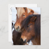 Icelandic Horse during winter on Iceland Postkarte (Vorne/Hinten)