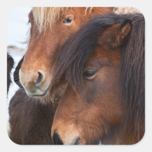 Icelandic Horse during winter on Iceland Quadratischer Aufkleber