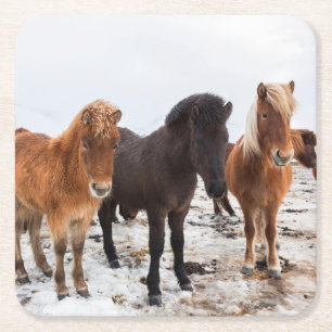 Icelandic Horse during winter on Iceland Rechteckiger Pappuntersetzer