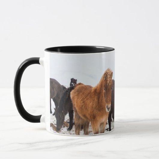 Icelandic Horse during winter on Iceland Tasse (Links)