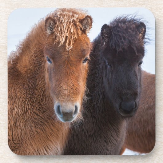 Icelandic Horse during winter on Iceland Untersetzer (Vorderseite)