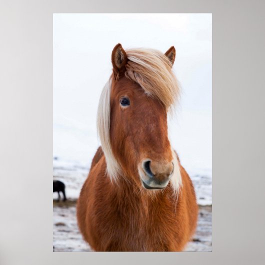 Icelandic Horse during winter Poster (Vorne)
