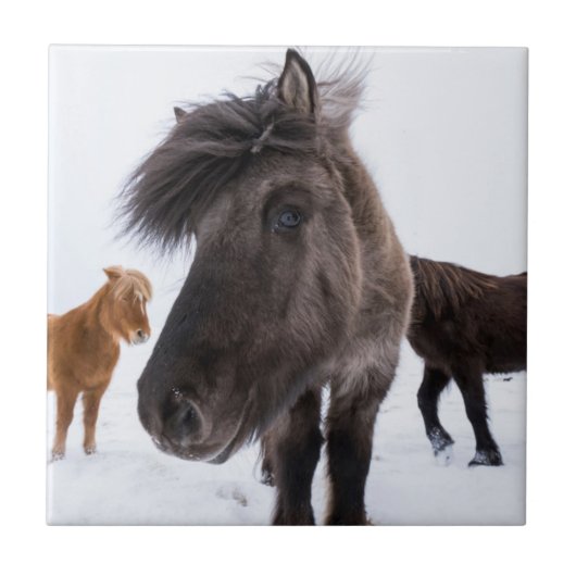 Icelandic Horse portrait Fliese (Vorderseite)