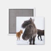 Icelandic Horse portrait Magnet (Vorderseite/Rückseite)