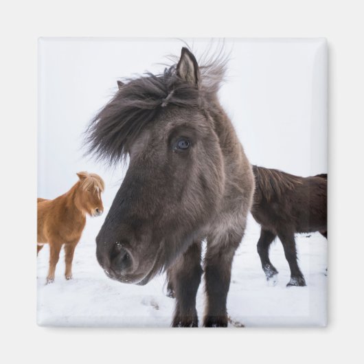 Icelandic Horse portrait Magnet (Vorne)