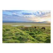Icelandic horses; country scene fotodruck (Vorne)