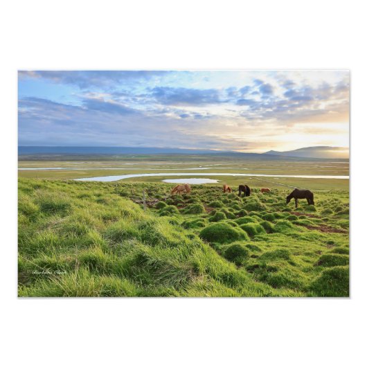 Icelandic horses; country scene fotodruck (Vorne)