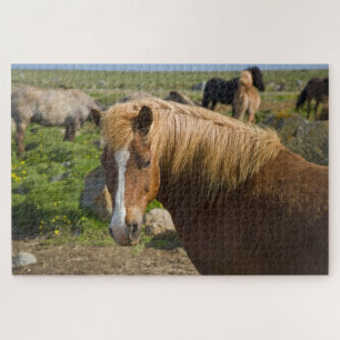 Icelandic Horses in Northeastern Iceland Puzzle