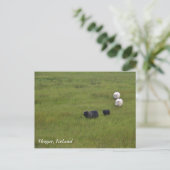 Icelandic Sheep Postkarte (Stehend Vorderseite)