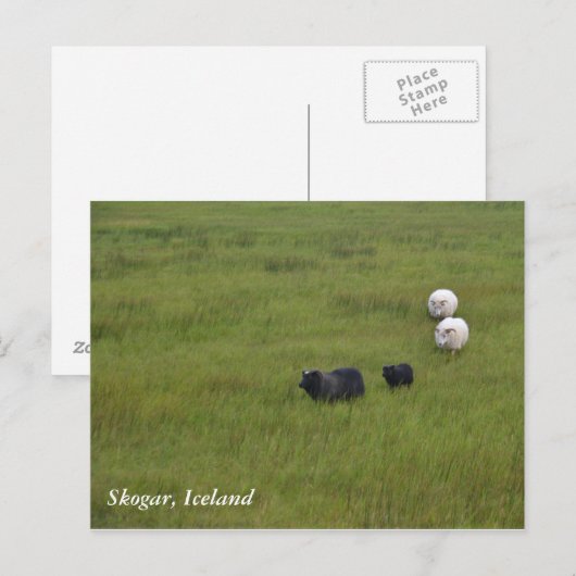 Icelandic Sheep Postkarte (Vorne/Hinten)