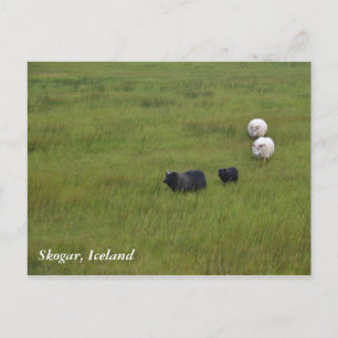 Icelandic Sheep Postkarte