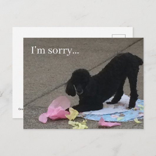 Ich bedaure Postkarte, Poodle Postkarte, Hundepost Postkarte (Vorne/Hinten)