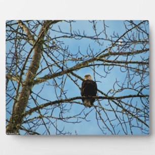 Ich beobachte dich fotoplatte